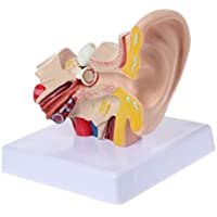 Los mejores  - JAP768 1 PC 1.5 Veces Tamaño de la Vida Oído Humano Anatomía Modelo de órgano Suministros de enseñanza Profesional